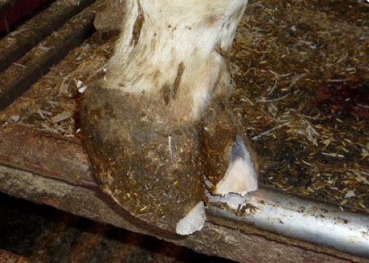 Example of where a hoof wall has been overthinned.